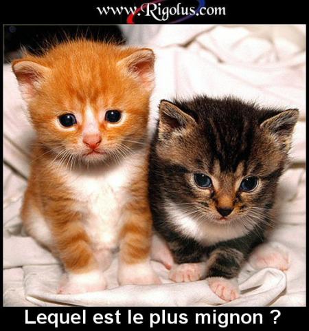 chat