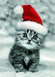 chat